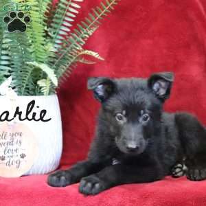 Charlie, German Shepherd Puppy